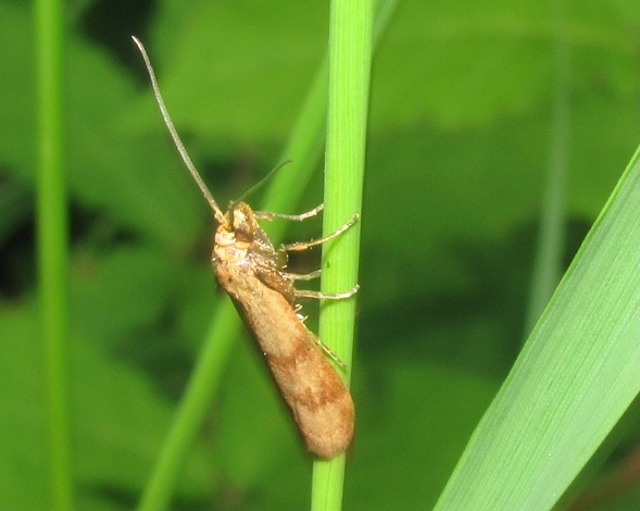 Homoeosoma sinuella (Pyralidae)?
